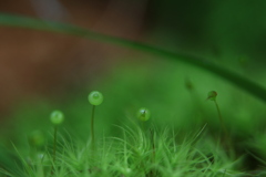 苔の世界 46