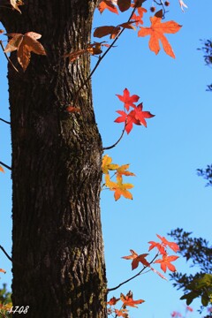 紅葉