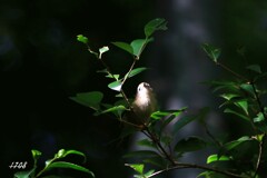 キクイタダキ 3/4