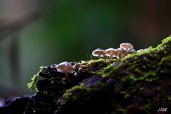 苔の世界 ２０２６－２２（キノコ）