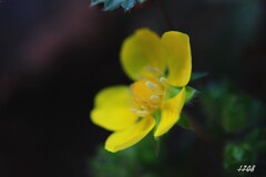 ３番花