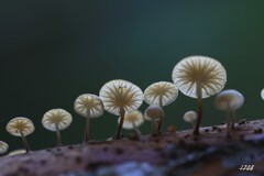 苔の世界 ２０２６－１５（傘）