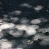 丸暈け