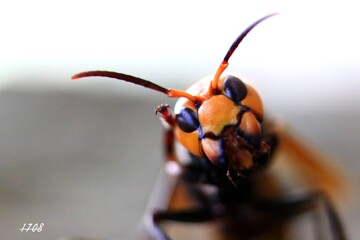 おいで、おいで