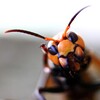 おいで、おいで