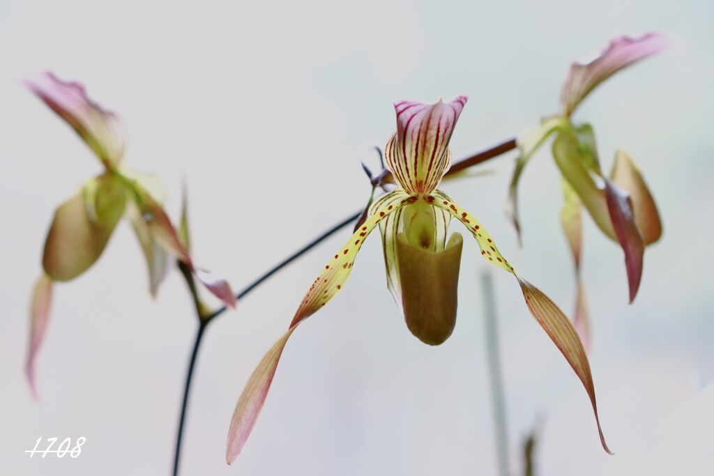 パフィオペディルム・ハイナルディアヌム