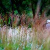 高原は秋