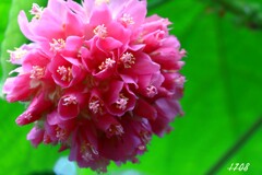 ドンベヤ・ワリッキー