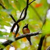 鳥撮り３