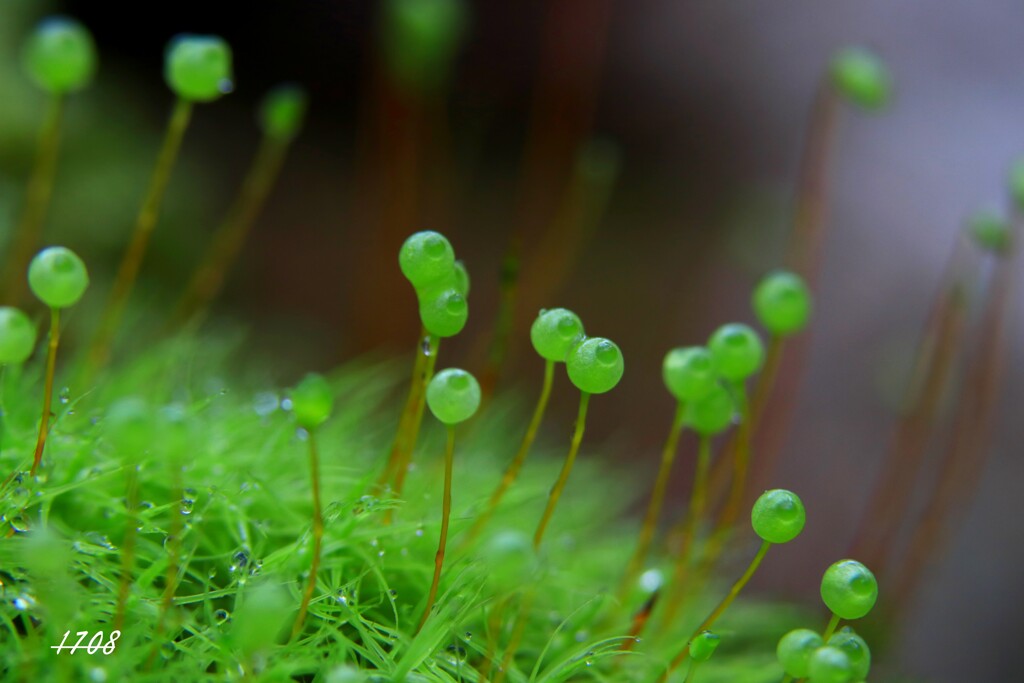 苔の世界２５－２３（タマゴケ）