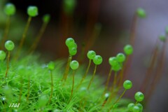 苔の世界２５－２３（タマゴケ）