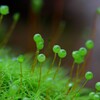 苔の世界２５－２３（タマゴケ）