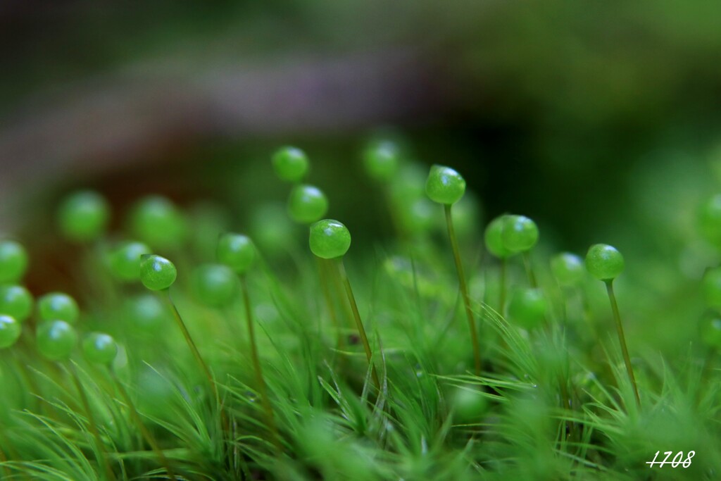 苔の世界 （タマゴケ）2024-19