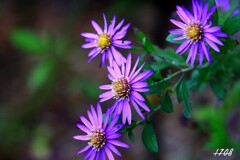 自宅の花