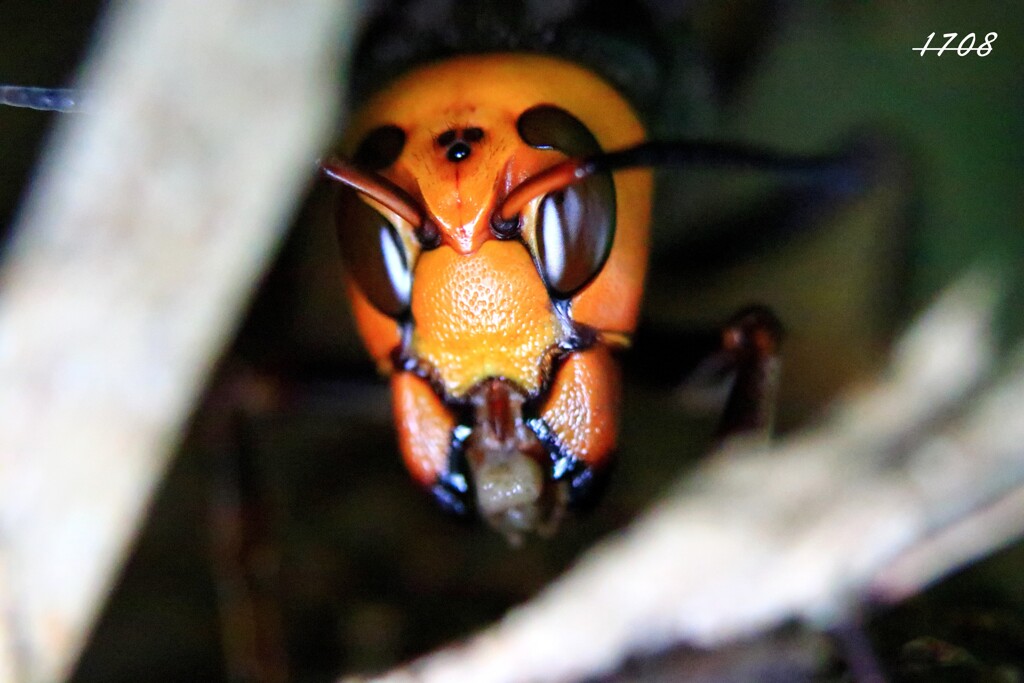 オオスズメバチ