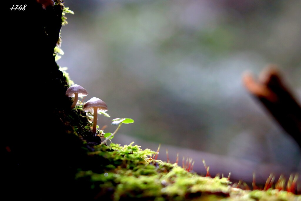 苔の世界 ２０２６－２９（きのこ）