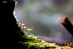 苔の世界 ２０２６－２９（きのこ）