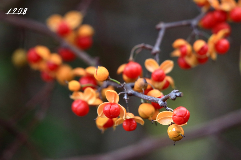 ツルウメモドキ