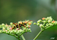 ヨツスジトラカミキリ