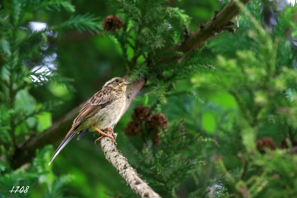 アオジ幼鳥