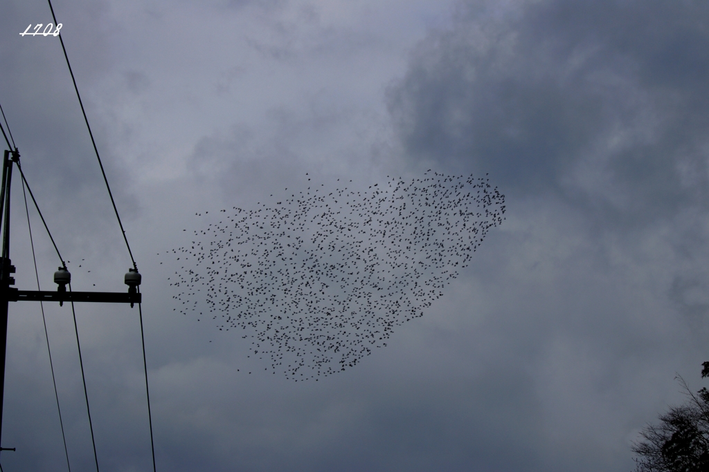 カモかもカモかもカモかもカモかもカモかもカモ・・・・・・３