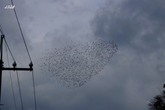 カモかもカモかもカモかもカモかもカモかもカモ・・・・・・３