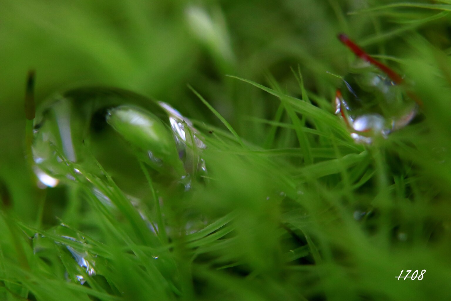 苔の世界（水滴）2024-7