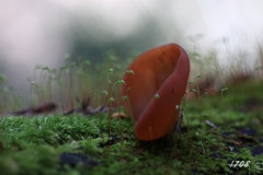 苔の世界 47（聞こえますか～）