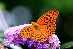 ミドリヒョウモンチョウ ２