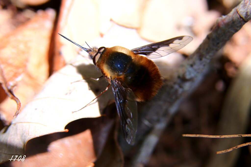 春の使者・日向ぼっこ