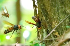 樹液を求めて