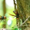 樹液を求めて