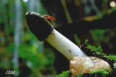 スッポンタケ 1/2