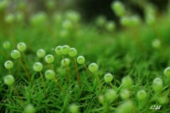 苔の世界２５－３８（タマゴケ最終）