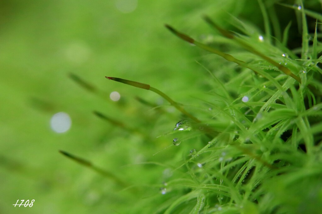 苔の世界 ２５－５（タマゴケ）