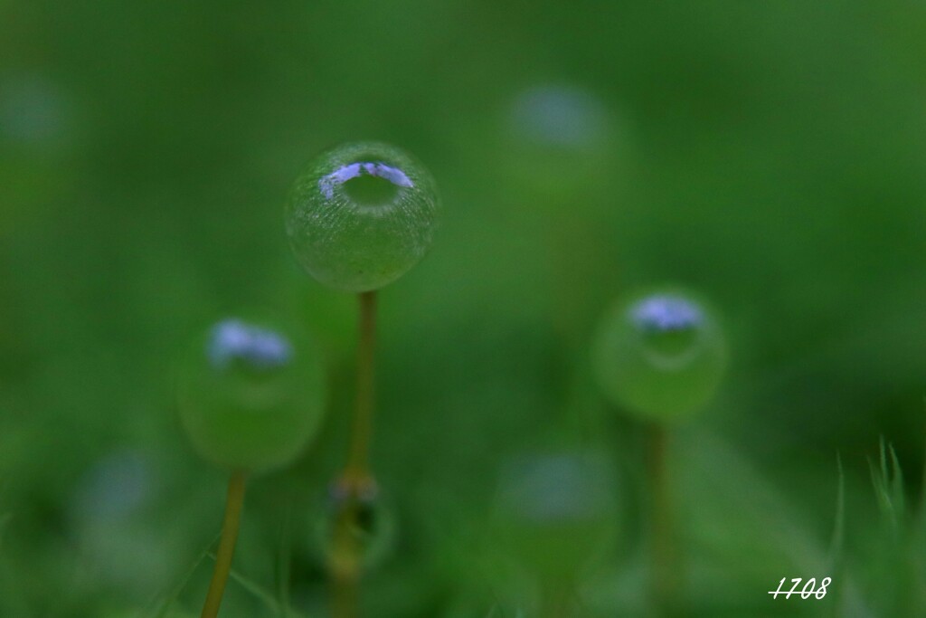 苔の世界２５－２４（タマゴケ）