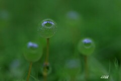 苔の世界２５－２４（タマゴケ）
