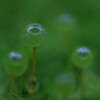 苔の世界２５－２４（タマゴケ）