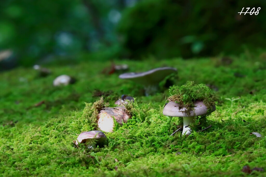 キノコ ５