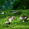 キノコ ５