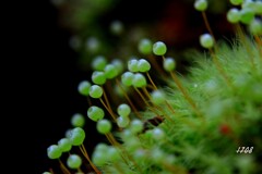 苔の世界２５－２９（タマゴケ）