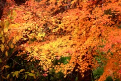 里山のモミジ ６