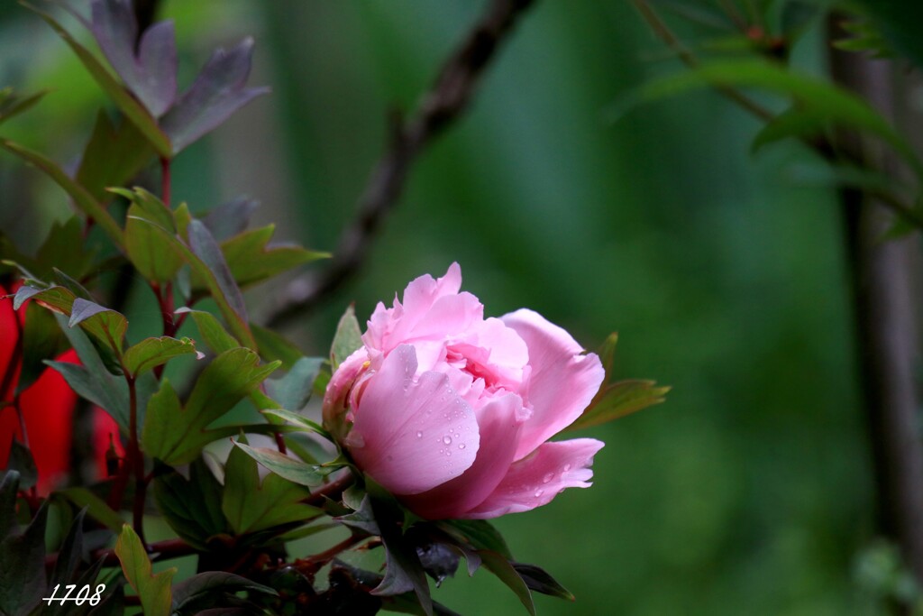 ひっそり開花を待つ