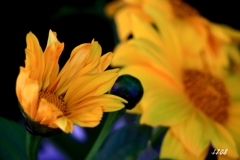 夜の花 2/2