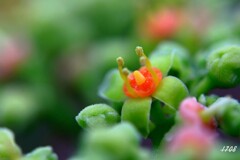 蜜