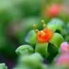 蜜