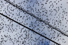 カモかもカモかもカモかもカモかもカモかもカモ・・・・・・２