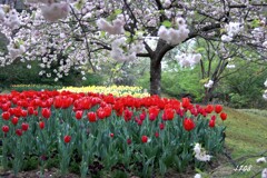 ミニ・キューケンホフ公園