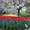 ミニ・キューケンホフ公園