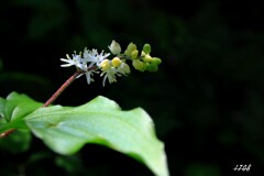 桝水高原で咲く花